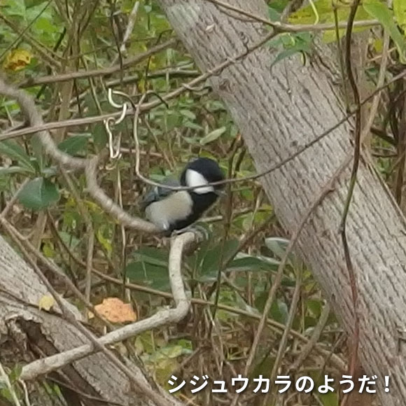 シジュウカラ