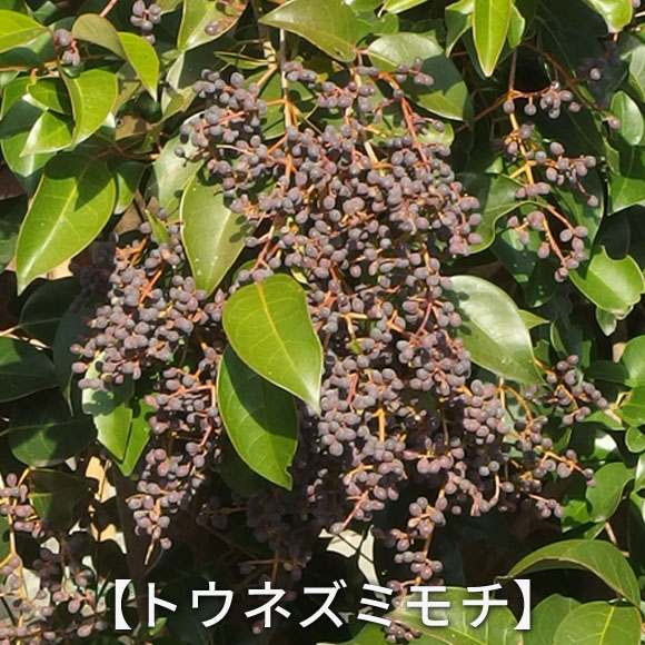 トウネズミモチ