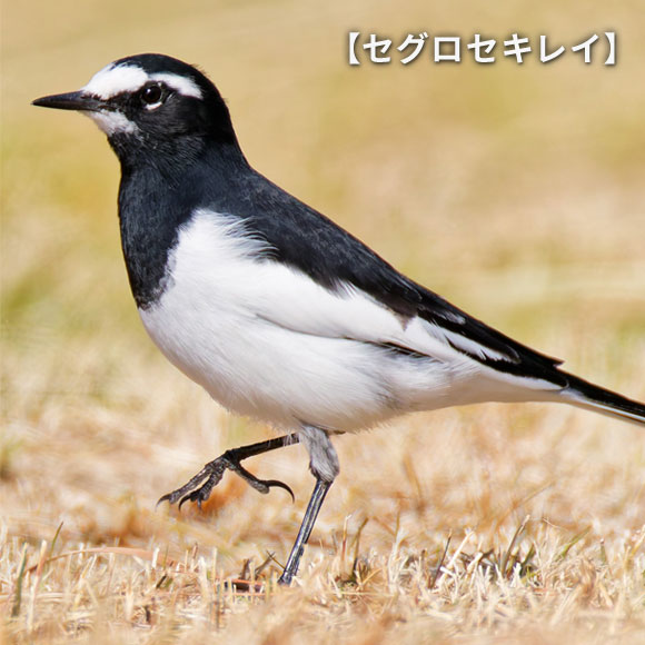 セグロセキレイ