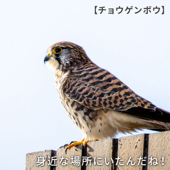 チョウゲンボウ