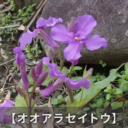 【オオアラセイトウ】以前にも見た気がする紫色の花