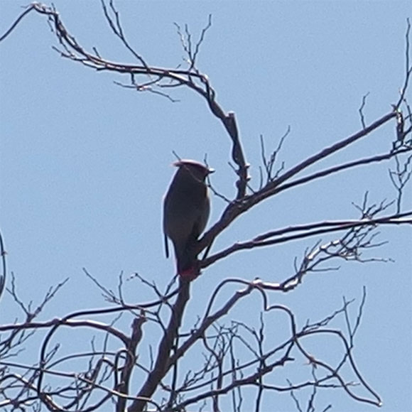 冠羽があり体がむっくりしている鳥