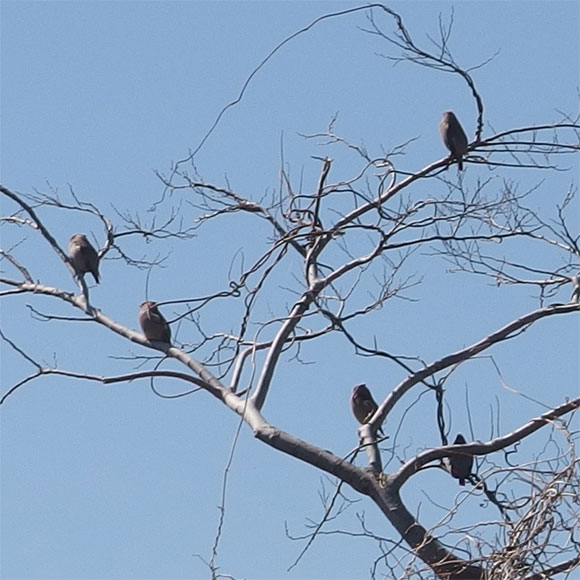 数羽の野鳥の塊